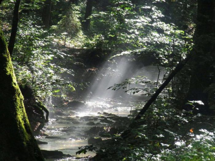 Nationalpark Harz leistet bedeutenden Beitrag für die Region