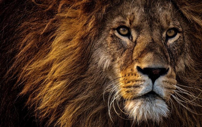 Zwei von drei Startups wollen nicht in die Höhle der Löwen
